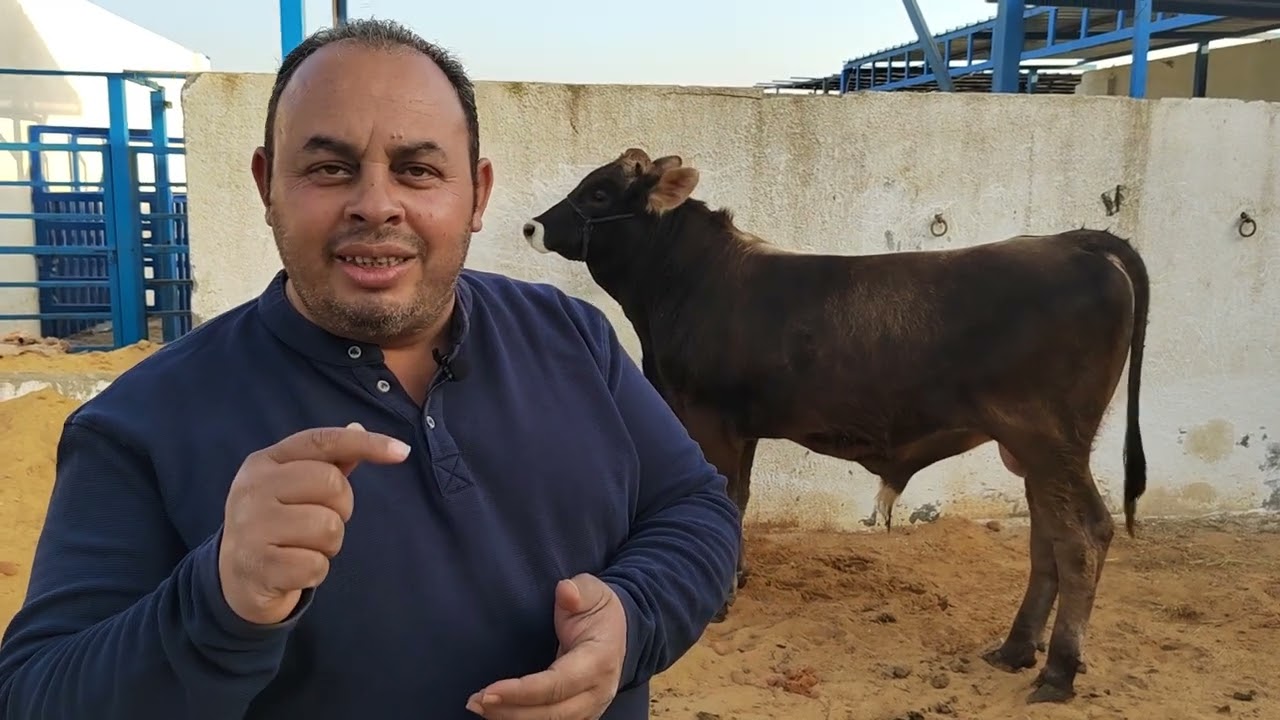 أكتشفنا مشكلة غريبة جداً بعد غلاء أسعار عجول التسمين