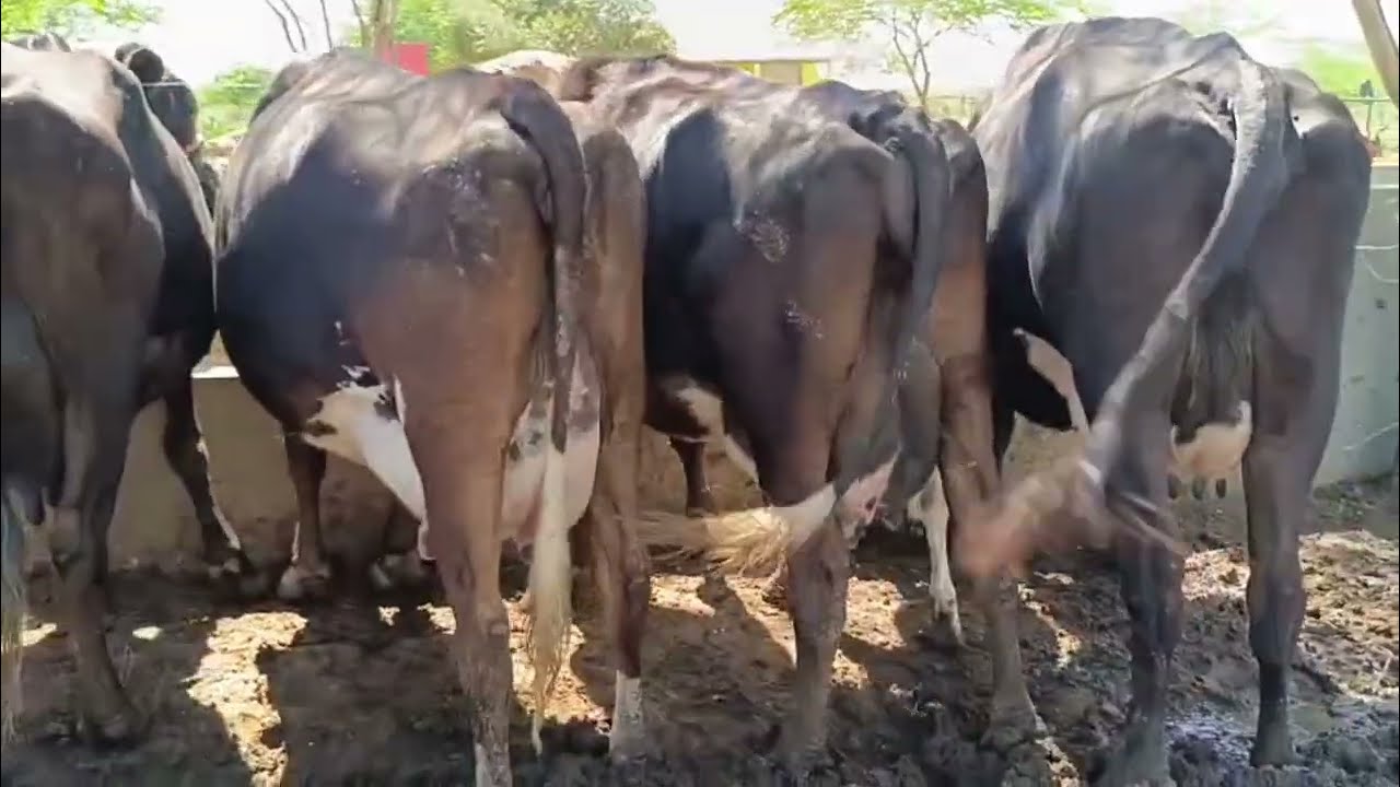 5 VACAS AMOJADA  A VENDA 87981470453 LOCAL AGUAS BELAS PE