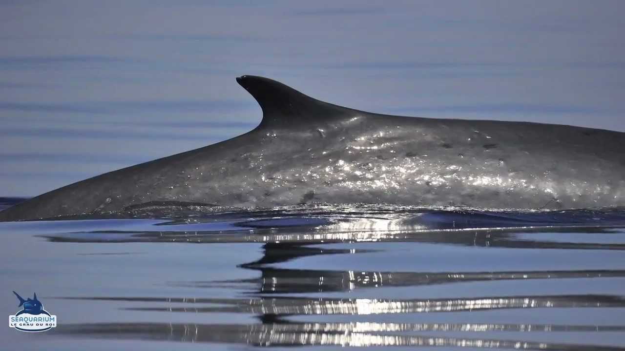 Le Rorqual commun