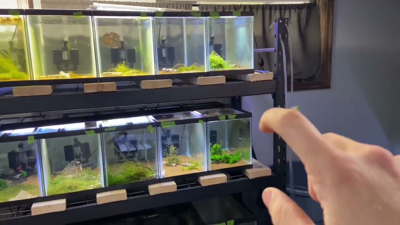 Shrimp Room Updates on ALL PROJECTS