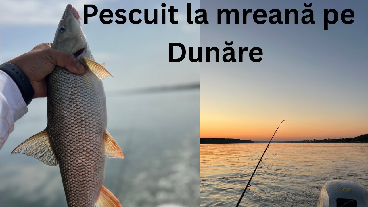 DUNĂREA ȘI FRUMUSEȚILE EI! Pescuit la feeder pe Dunăre după MREANĂ!