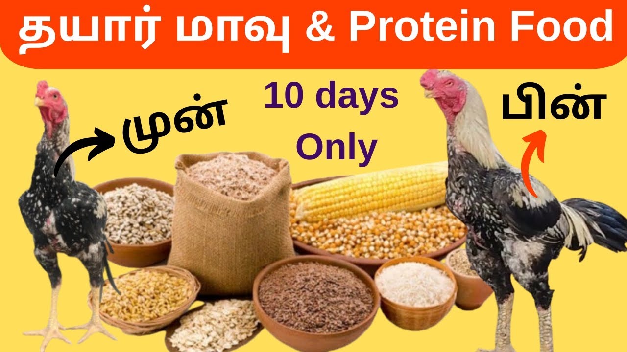 சேவல் உடல் எடை 10 நாட்களில் அதிகரிக்க100 % சிறந்த தயார் மாவு மற்றும் இயற்கை தீவனம்// குறைந்த செலவில்