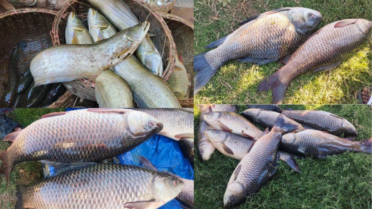 একদম সস্তায় হাওড় আর নদীর মাছ, লামাকাজী মাছের আড়ত, সিলেট, Lamakazi Bazar, Sylhet