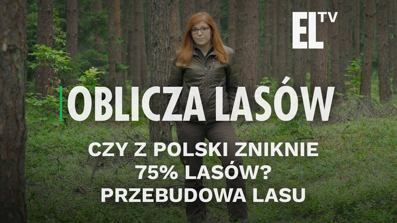 Czy z Polski zniknie 75% lasów?  Przebudowa lasu | Oblicza lasów #87