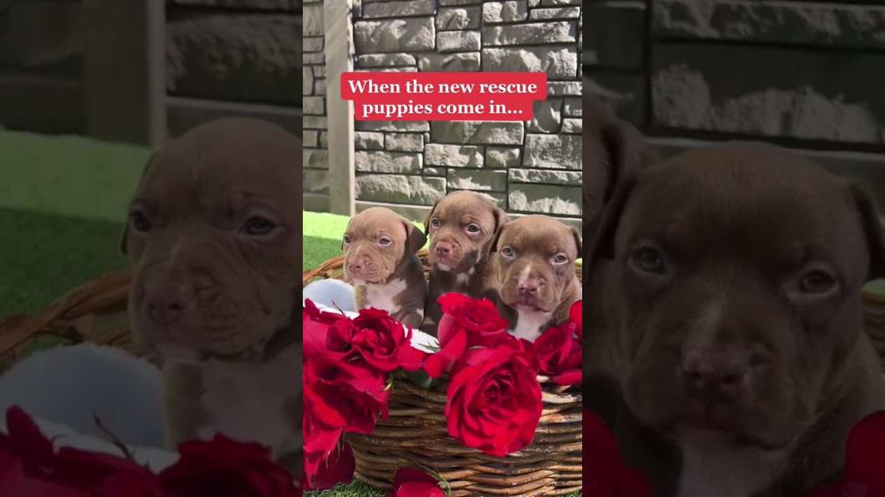 Rescue Puppies #shorts #puppy #tiktok #fyp #explore
