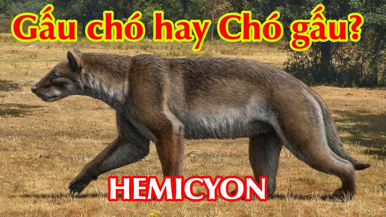Hemicyon - Magericyon - Sự thật về c&aacute;i t&ecirc;n 