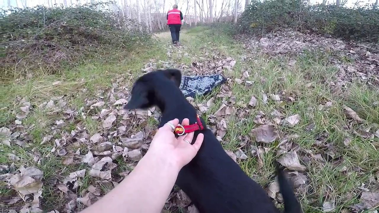 Día 1 Mantrailing - BLITZ (2meses y medio)