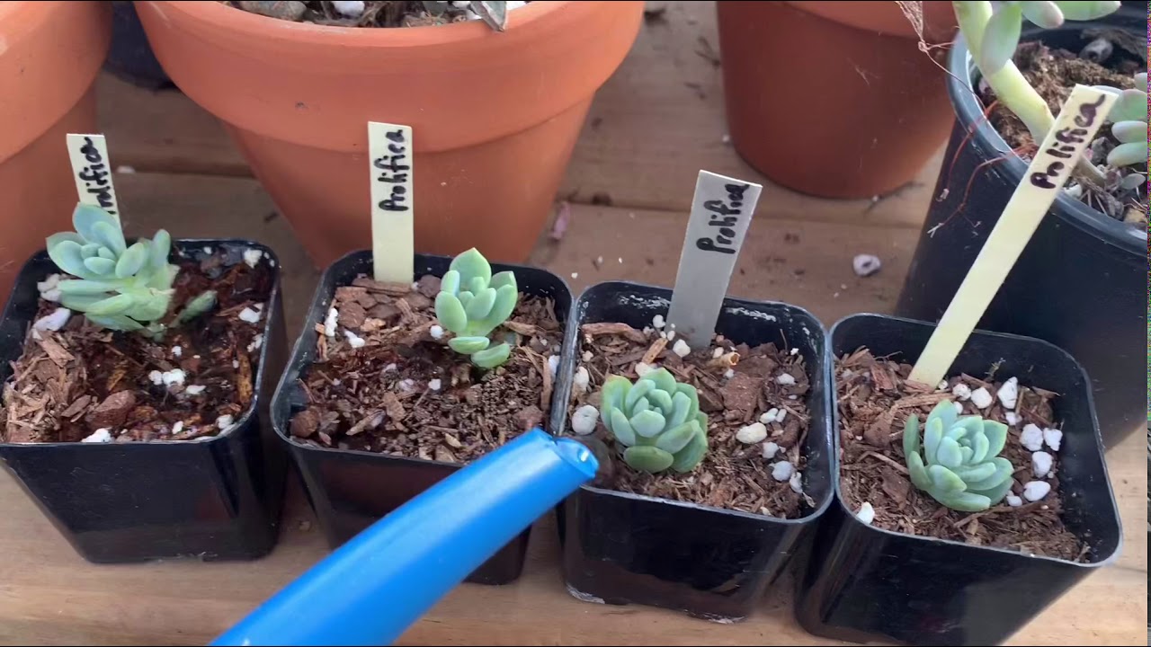 Watering succulents for beginners - how I water mine