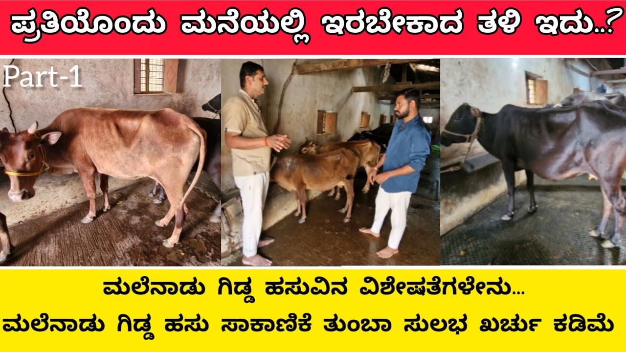 ಮಲೆನಾಡು ಗಿಡ್ಡ ಹಸು ಸಾಕಾಣಿಕೆ/Malnad Gidda the short cow of Karnataka/maland gidda cow milking