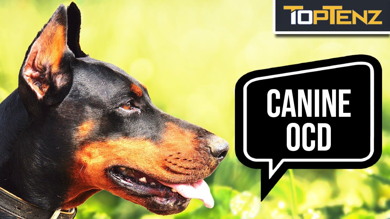 Interesting Facts About Animal Psychology
