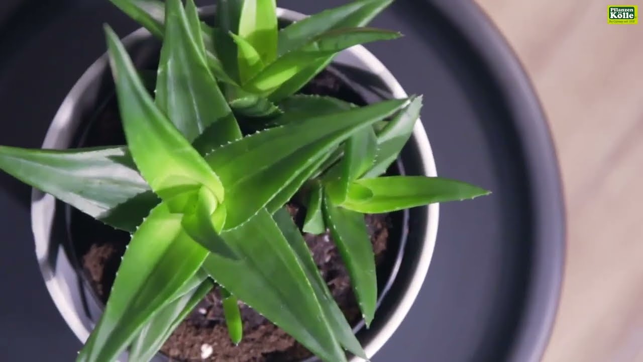 Aloe vera im Portrait | Pflanzen-K&ouml;lle