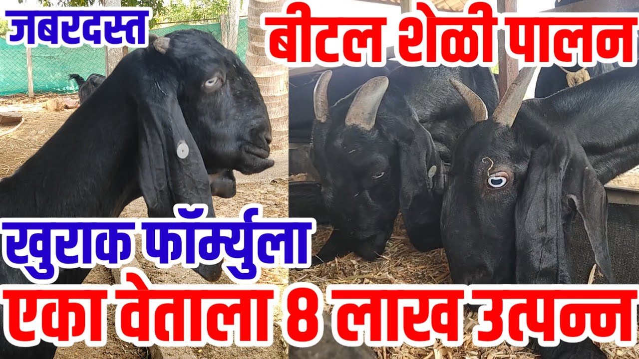 बिटल शेळी पालन माहिती,एका वेताला 8 लाख उत्पन्न,खुराक फॉर्म्युला जबरदस्त,bital_sheli,Goat,visionvarta