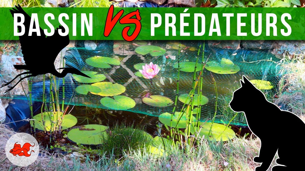 Bassin de jardin - Les prédateurs