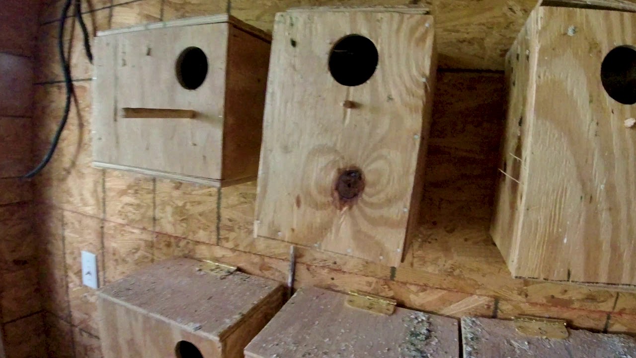 Mi Aviario con Agapornis