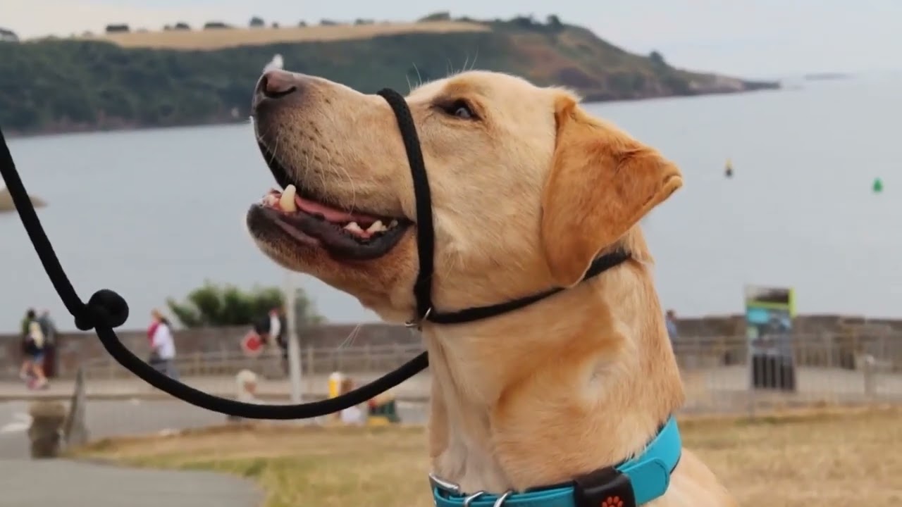 Noodle the life-changing Autism Assistance Dog