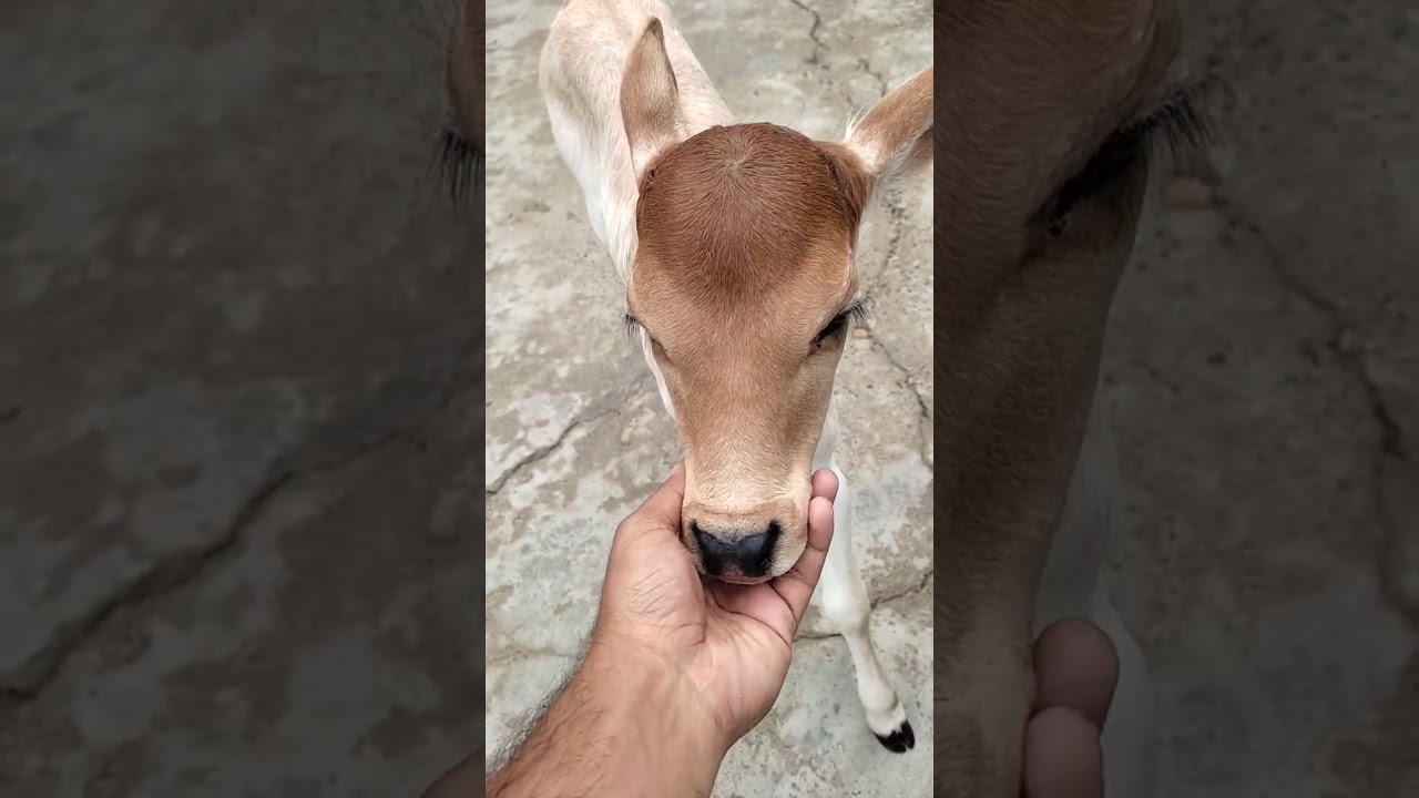 Desi bachhi ka emotional drama, subah 6 baje 😂