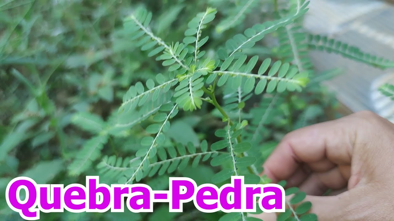 Quebra-pedra Para Que Serve?