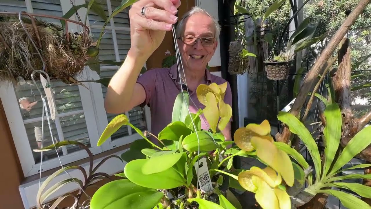 How I care for Bulbophyllum grandiflorum