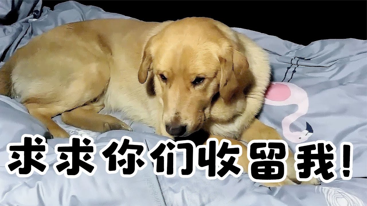 自駕遊途中一隻流浪狗趴在車上不肯走，收留3天遇到危險便會護主了，大家看看這狗是啥品種？【#救助 #狗狗  #流浪狗 #溫暖 #暖心 #正能量 #收養 #真實故事 #感動 #護主 #善良 #自駕遊 】