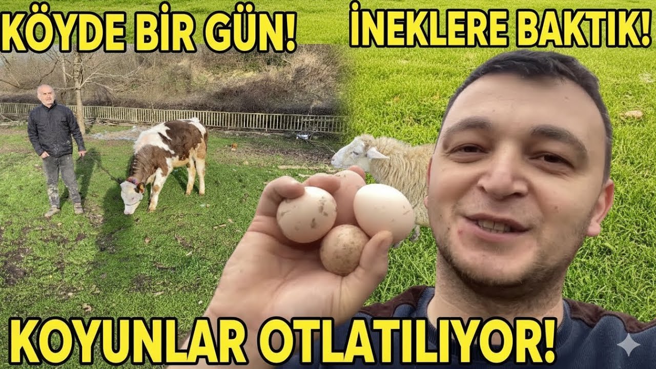 ŞEHİR HAYATINI UNUTTURAN GÜN~İNEKLERE BAKTIK KOYUNLARI OTLATTIK#doğalyaşam