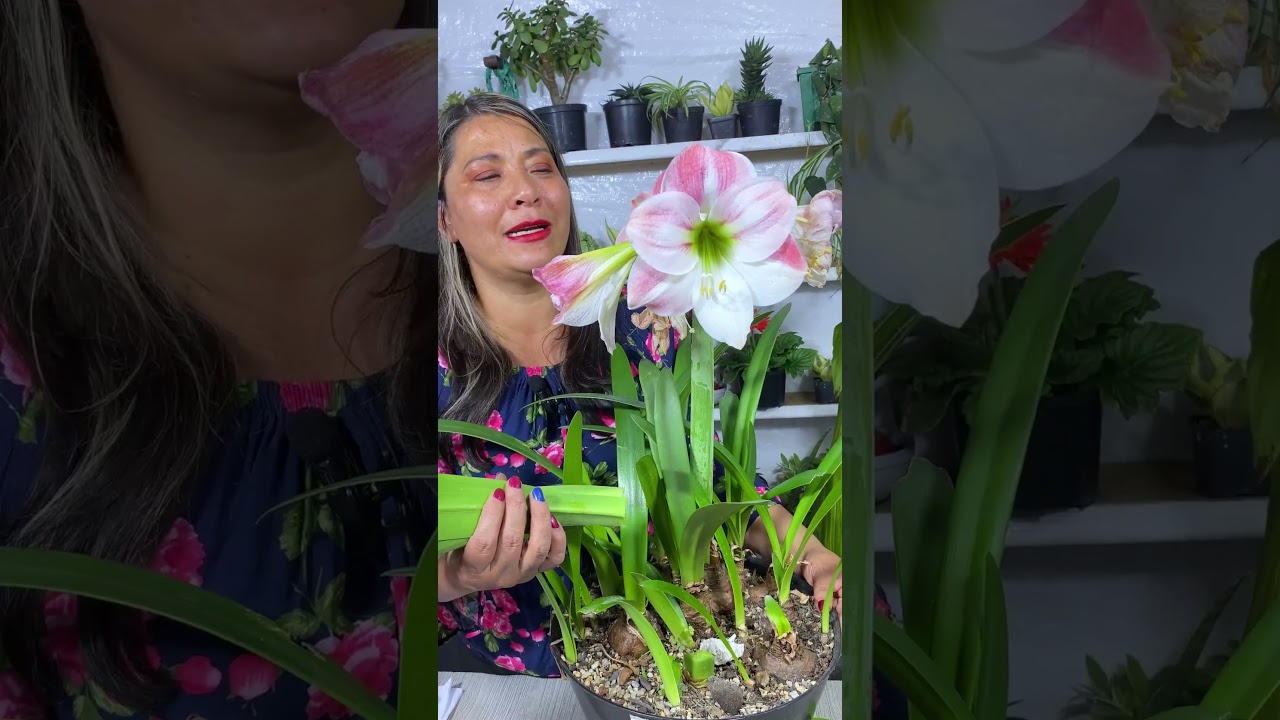 Florece Tus Amarilis Varias Veces Al A&ntilde;o #amarilis