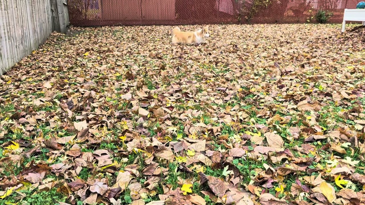 Koga Corgi Ball Search in Leaves