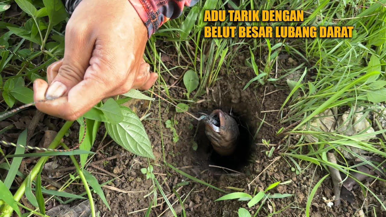 TARIKAN KUAT BELUT BESAR DILUBANG DARAT