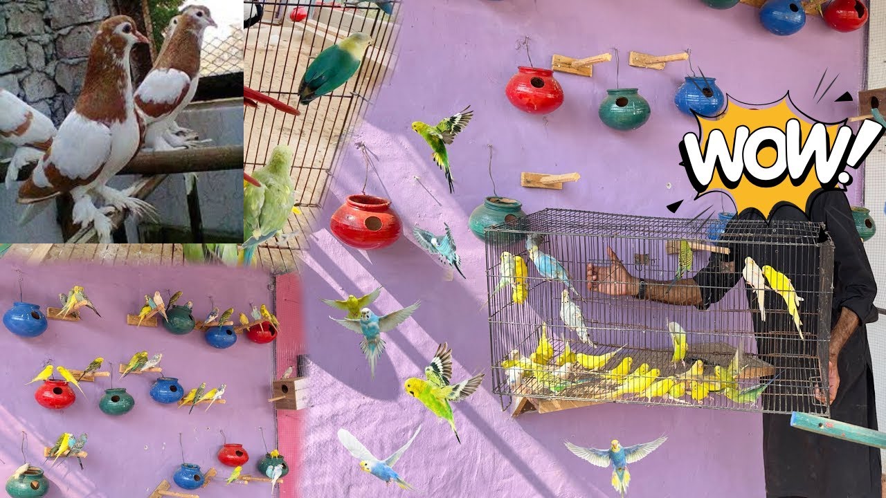 Budgies Parrots Aviary Main Azad Chor Dia 🥰 Biggest Aviary 😱 Hamara Pigeon Wapis a gia