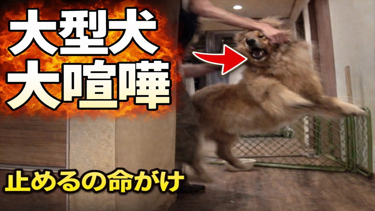 豆きちのちょっかいで大型犬が大喧嘩   止めるのは命がけでした