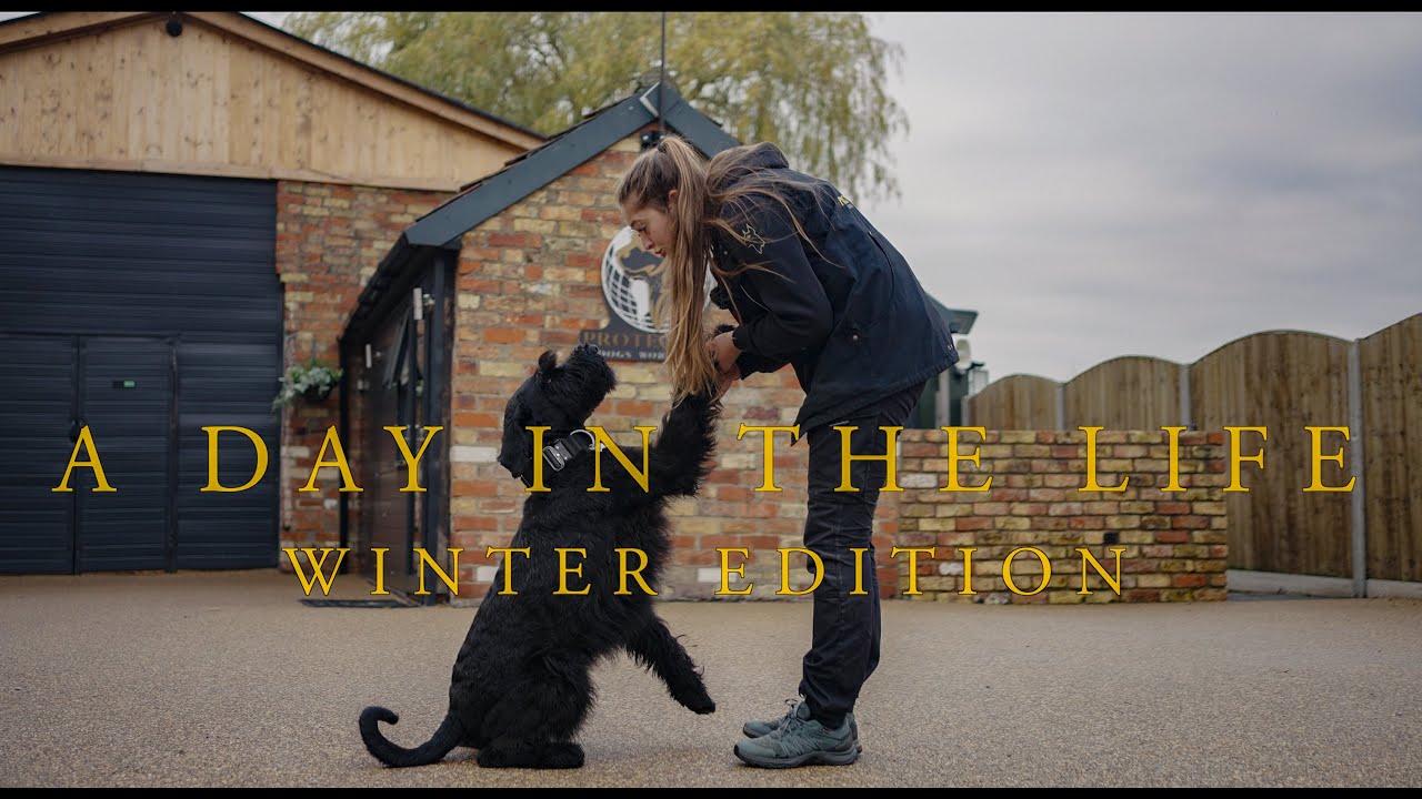 День из жизни организации Protection Dogs Worldwide: Зимний выпуск