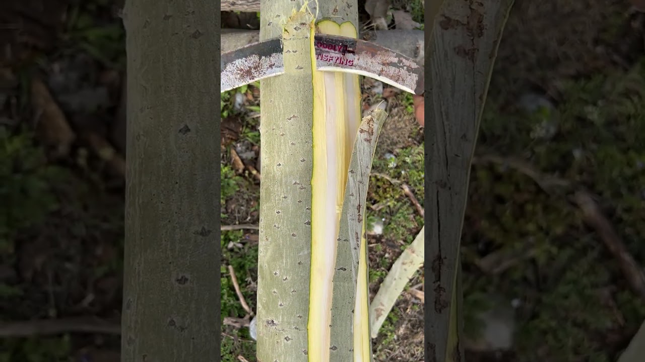 Peeling Fresh Wood is Sayisfying, is it not? #satisfying #asmr