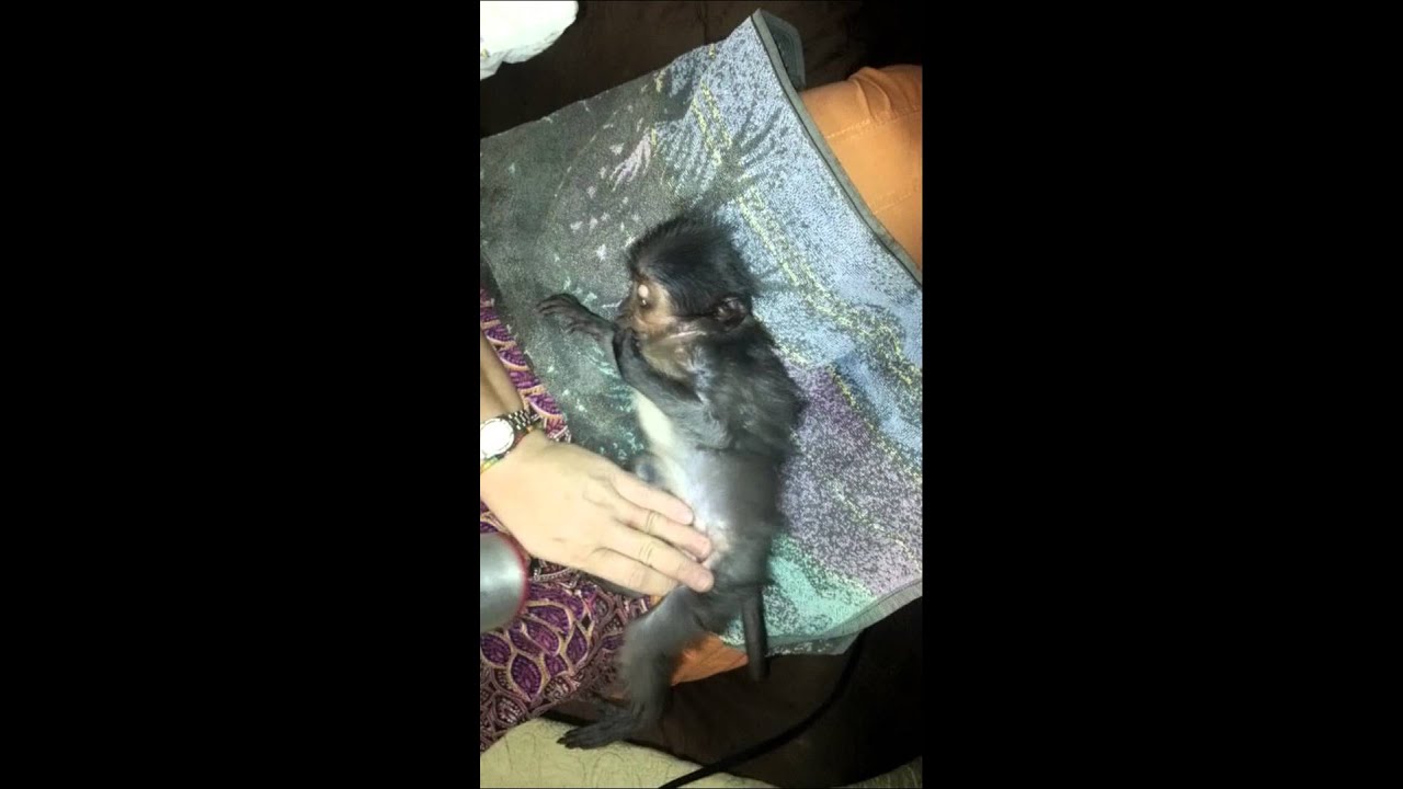 amazing mokey acting like baby part 2