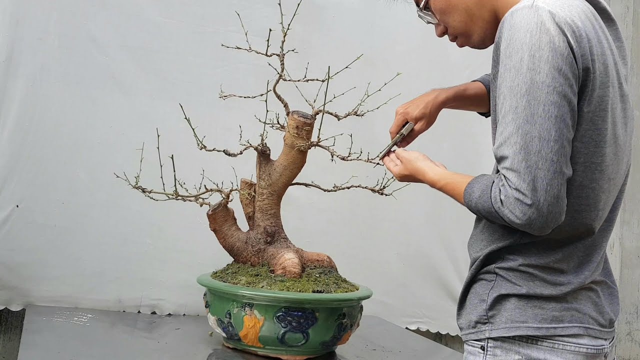 Techniques for pruning and shaping bonsai trees