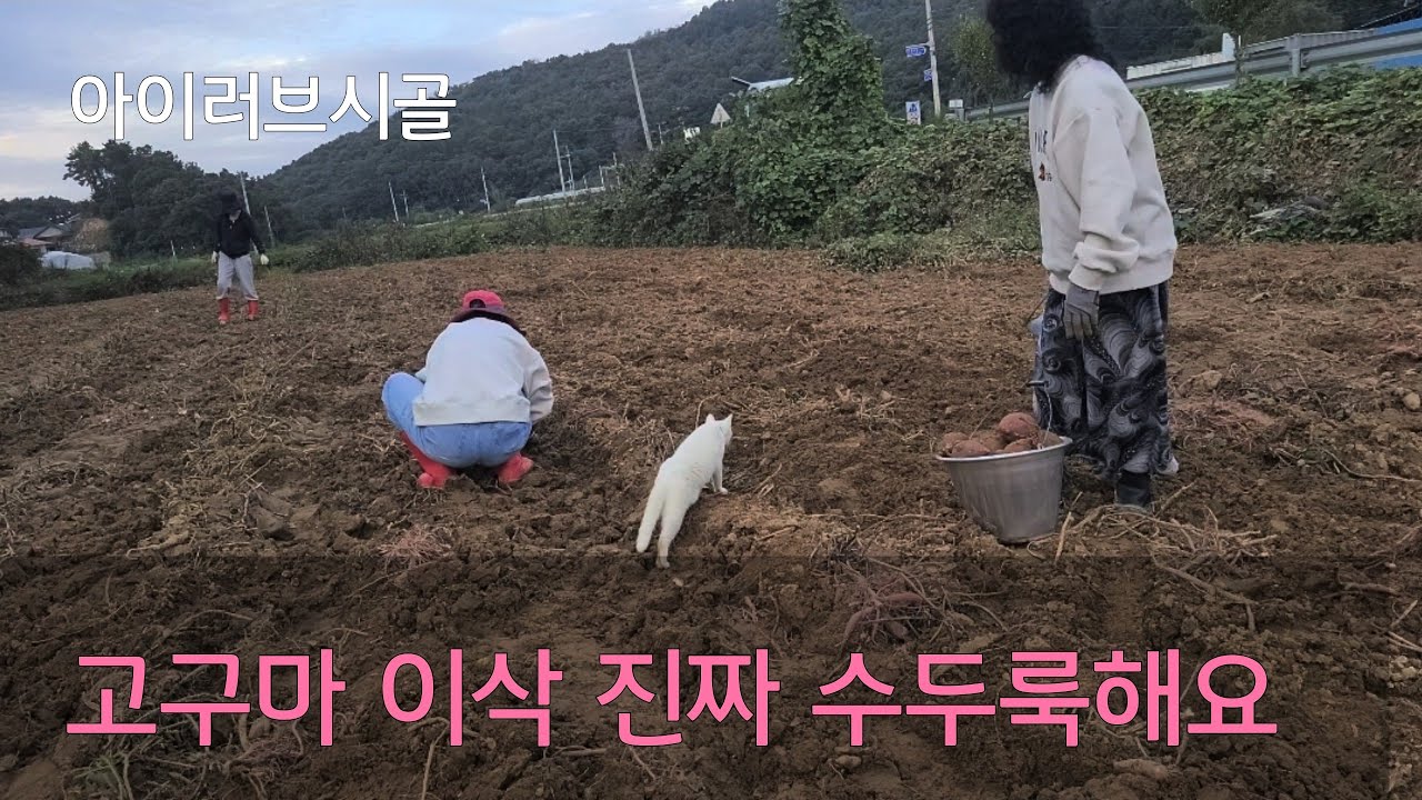고구마 이삭깨기 무편집 무삭제판25년10월19.  No editing of sweet potato ear breaking October 19, 25     サツマイモ穂