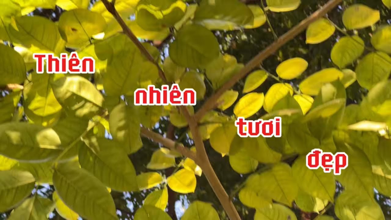 Thiên nhiên xanh 