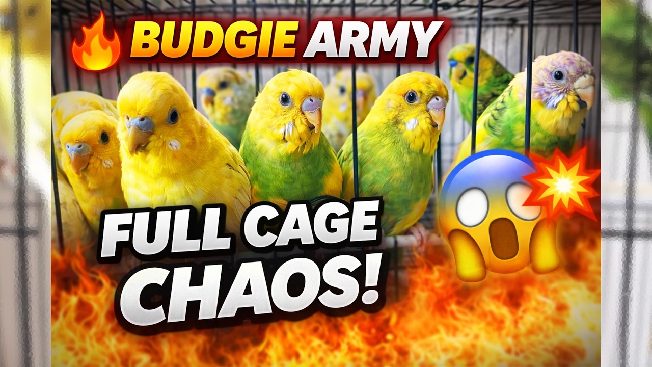 🔥 Budgie Army Took Over the Cage 😱 | Full Cage Chaos Goes Viral!