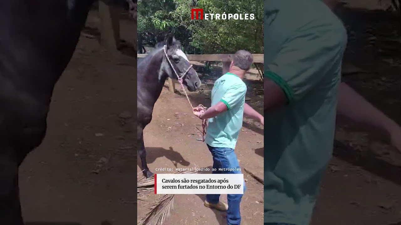 Cavalos s&atilde;o resgatados ap&oacute;s serem furtados no Entorno do DF