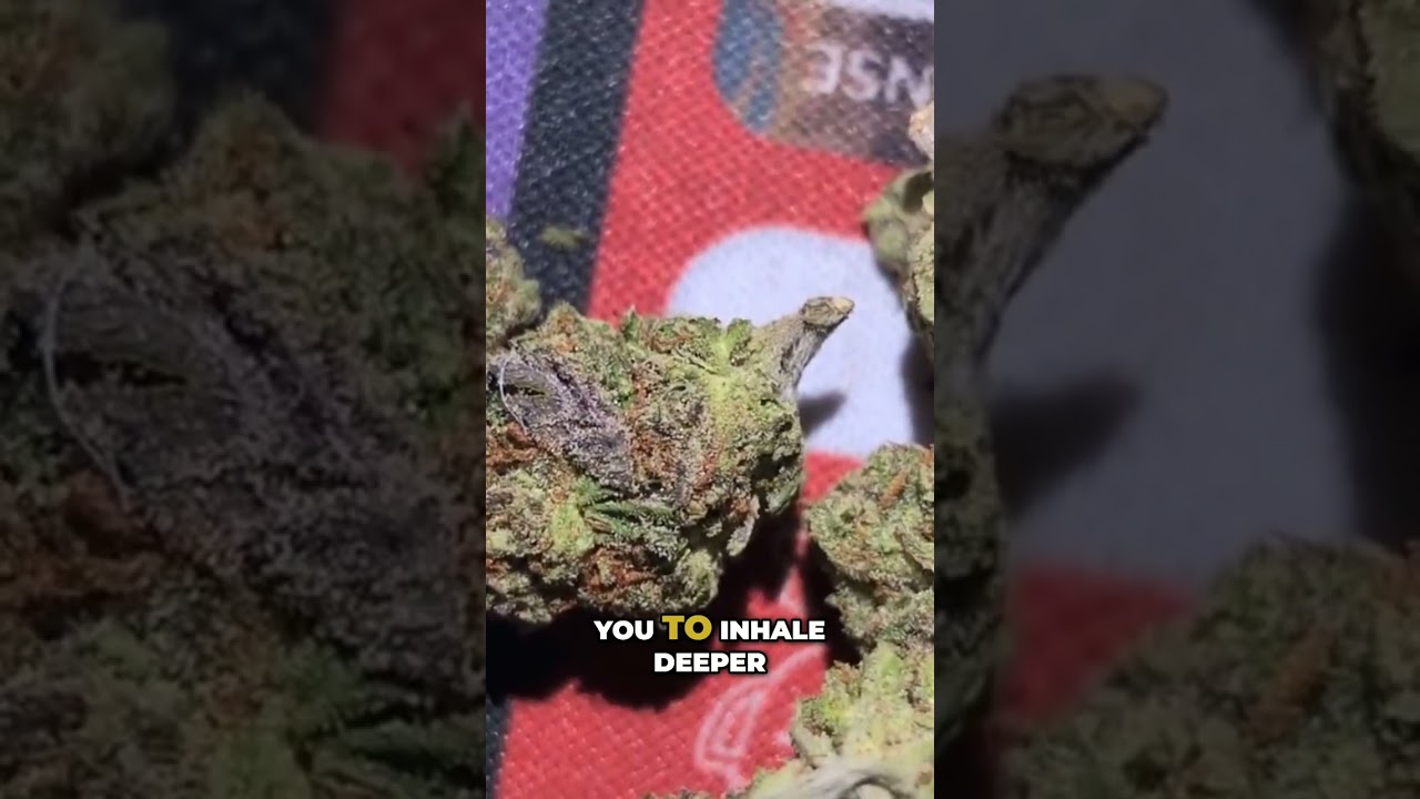 Jet Fuel OG & Gelato: A Sensory Cannabis Journey #shorts