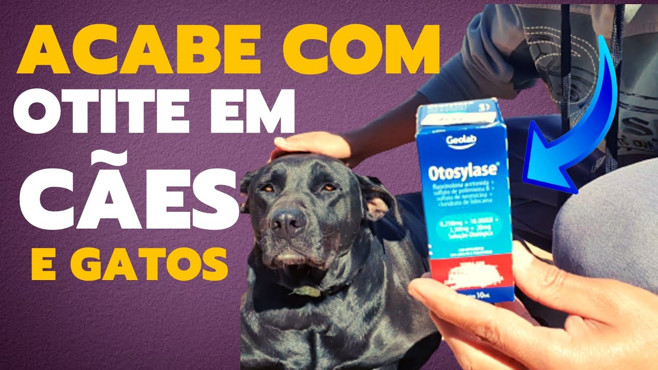 Como TRATAR OTITE em CACHORRO( melhores Remédios)