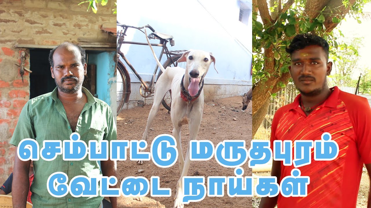செம்பாட்டு  மருதபுரம் வேட்டை நாய்கள் | Tamilarin Veera Marabu