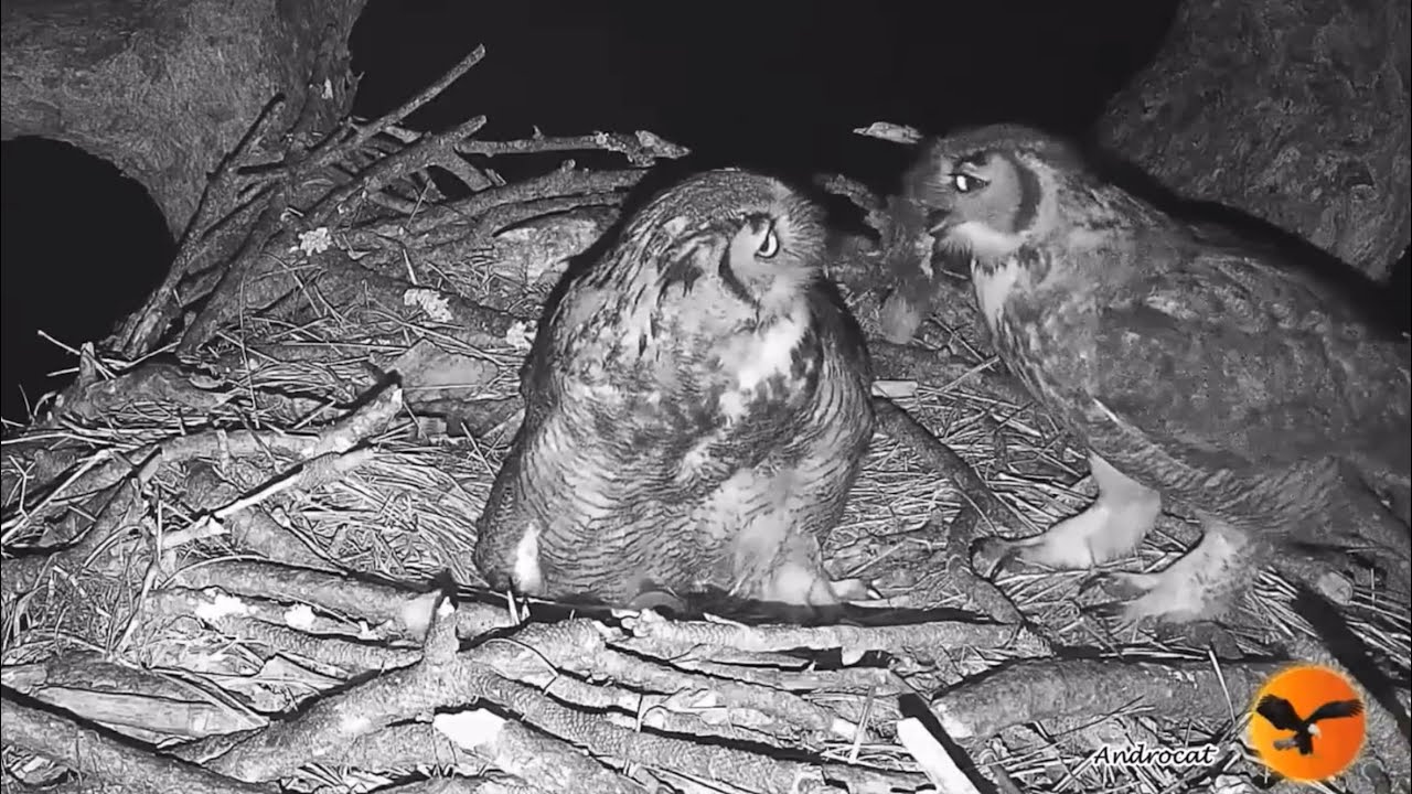 Eagle Country 2-19-26.  Gus Delivers Prey, Willow Eats on the Nest; + 2-18-26 Willow Eats at the CT.