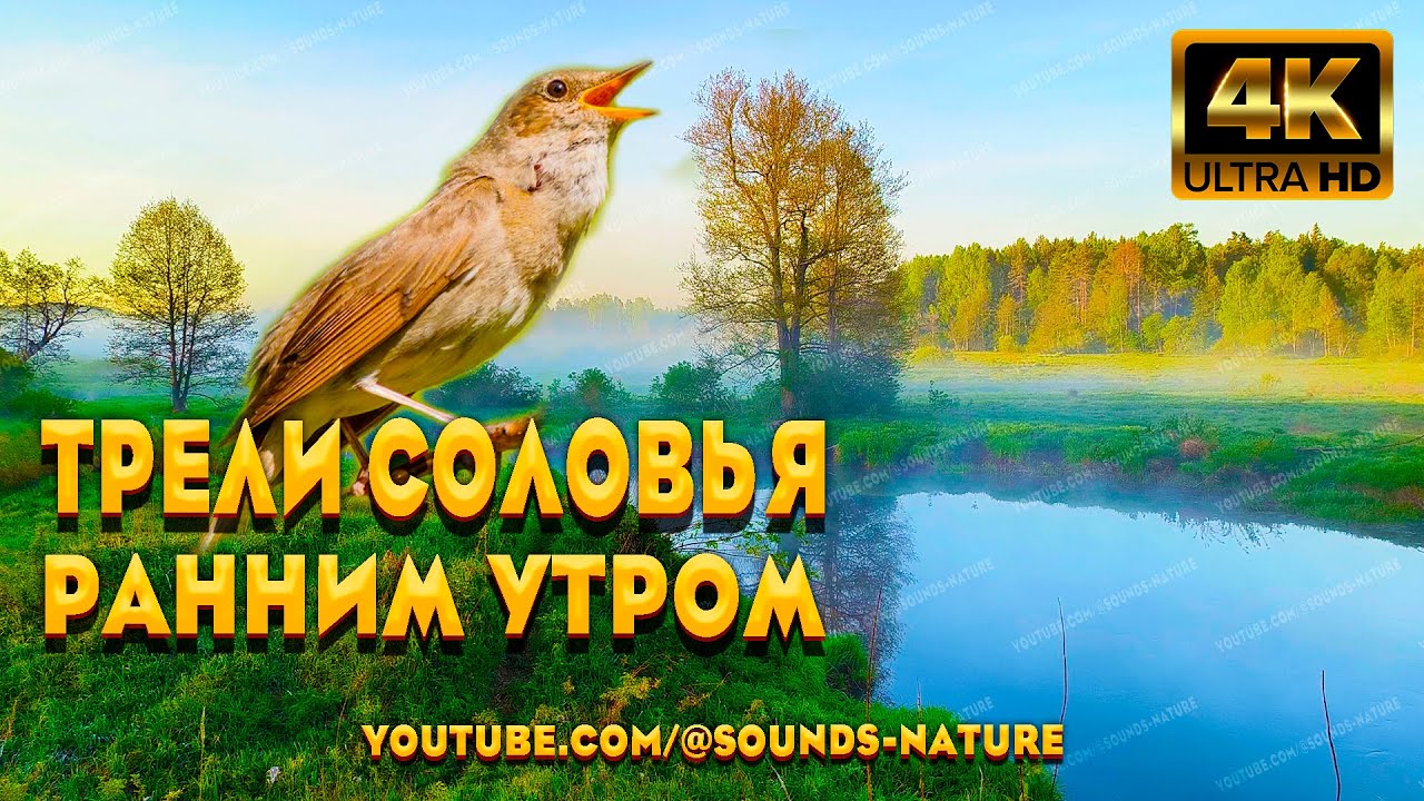 Трели Соловья Ранним Утром У Реки. Соловей Своим Пением Пробуждает Вибрации Души И Мы Отдыхаем.