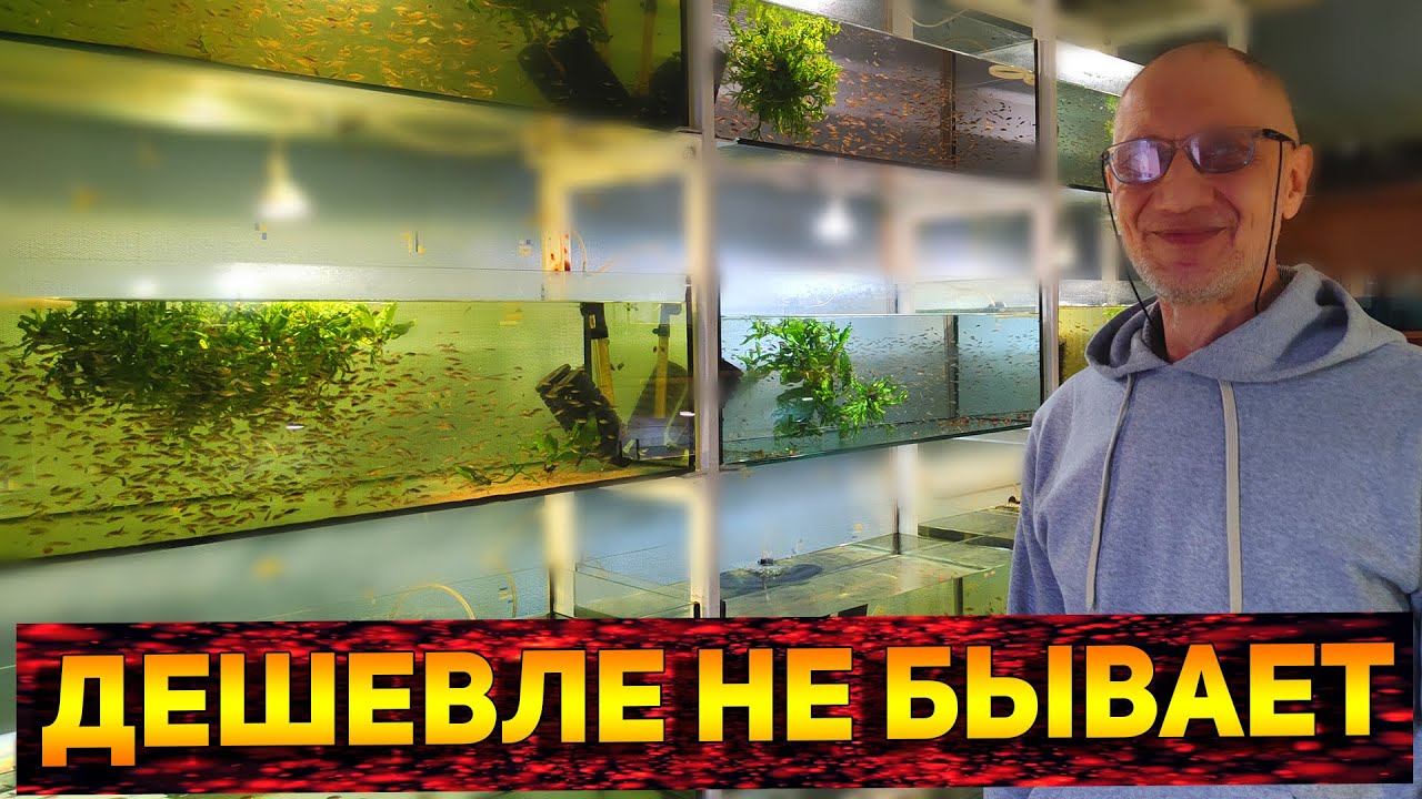 РЫБОРАЗВОДНЯ АКВАРИУМНЫХ РЫБОК АЛЕКСАНДРА! Самая  ДЕШЕВАЯ ЦЕНА рыбок в Украине!