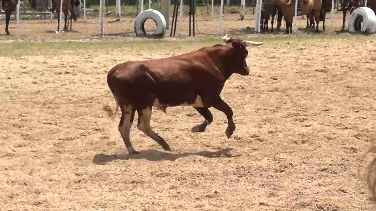 Alan Soares e Thaian de &Aacute;vila