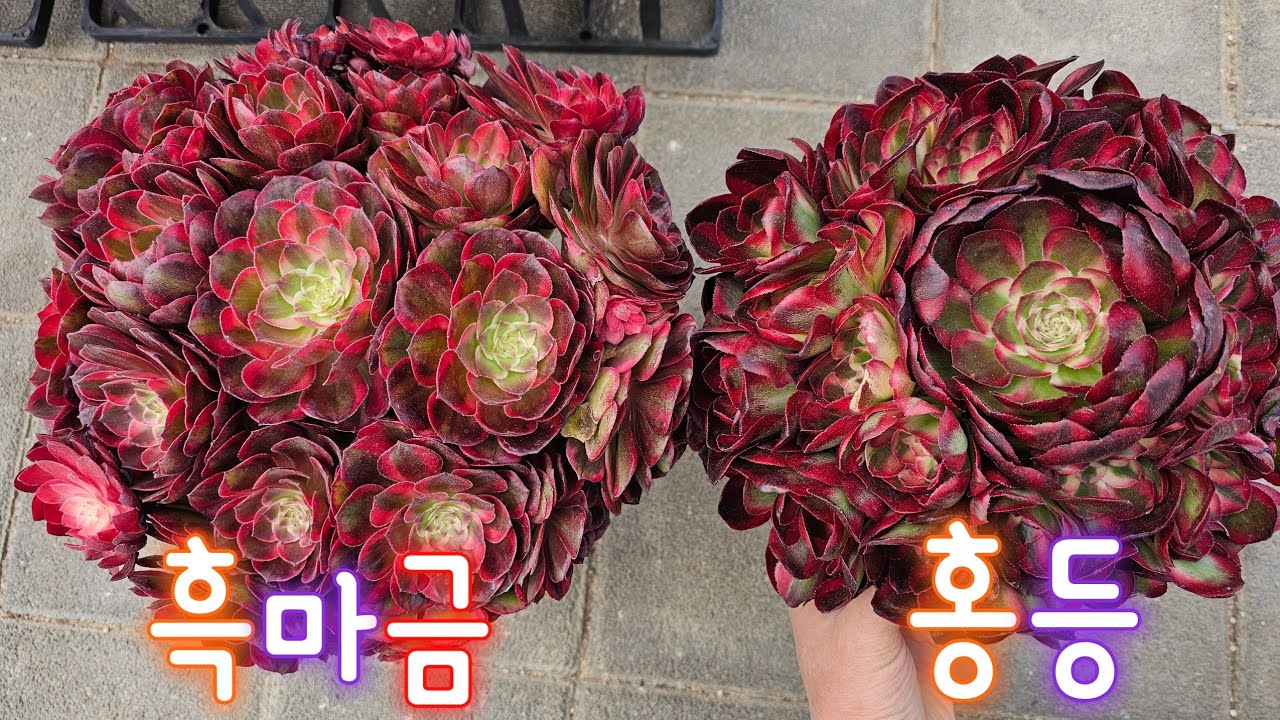 딱 3가지 들어왔네요