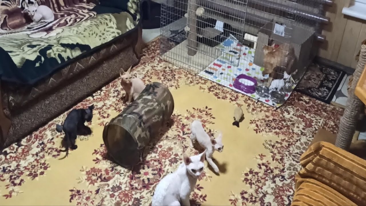 Мои котики Девон Рекс ,как выглядит питомник и правила содержания животных.