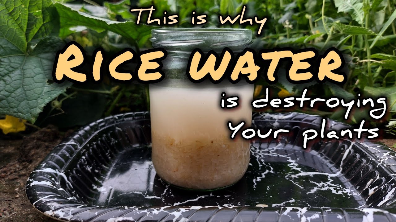 My plants grew 5 times bigger every time i used Rice Water || 3 ways to use Rice Water for Plants