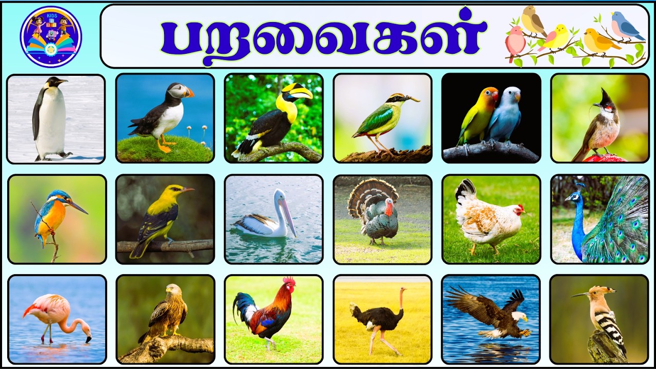 பறவைகளின் பெயர்கள் | Birds Name in Tamil and English | @KIDS123TV-BTK |