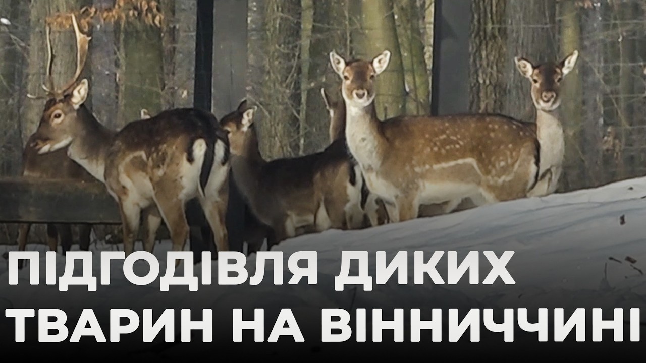 ТУРБОТА ПРО ЛІСОВИХ МЕШКАНЦІВ: на Вінниччині стартувала традиційна зимова підгодівля диких тварин