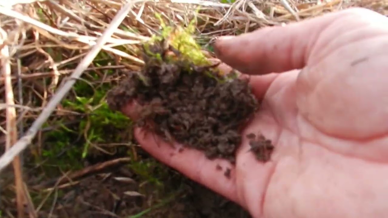 Fertilidad de la pradera y sucesión ecológica #fertilidad #biodiversidad #pradera #materiaorganica
